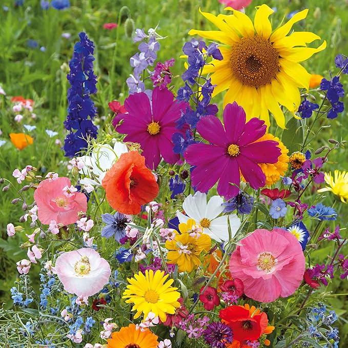 Eden Brothers Fairytale Flower Mixed Seeds for Planting, 1/4 lb, 120,000+ Seeds with Calendula, Cosmos Dazzler, Cornflower, Attracts Pollinators, Plant in Spring or Fall, Zones 3, 4, 5, 6, 7, 8, 9, 10