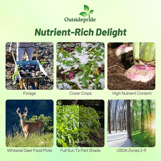 Outsidepride Purple Top Turnip Seeds -1 Lb High-Yield, High Protein Turnip Seed, Ideal Cover Crop, for Forage, Grazing Livestock, High Energy Deer Food Plot & Soil Improvement
