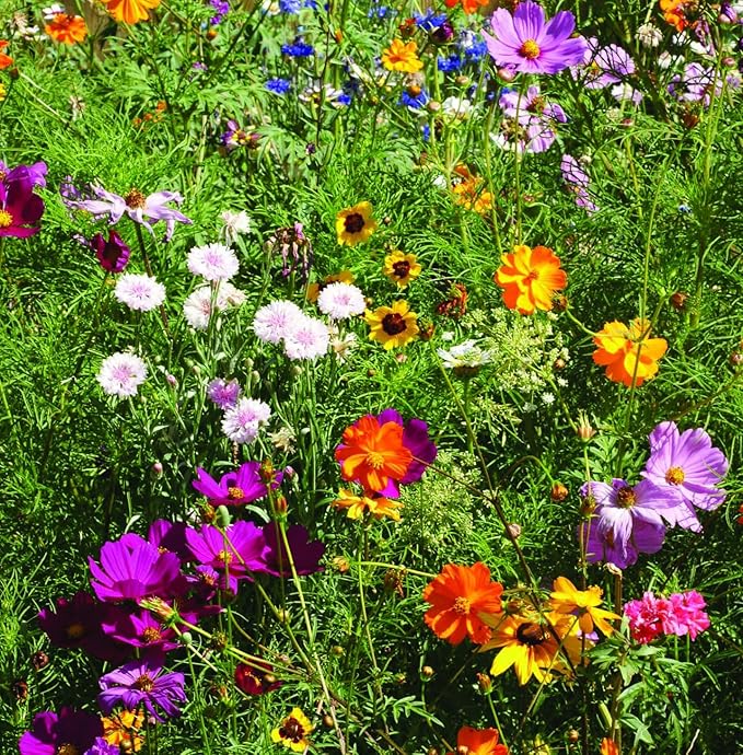 Bentley Wildflower Mix, Pre Filled Hummingbird Packets, 25 Annual Flower Packs, Perfect Eco-Friendly Gift for DIY Gardeners or New Homeowners, Non GMO Seeds