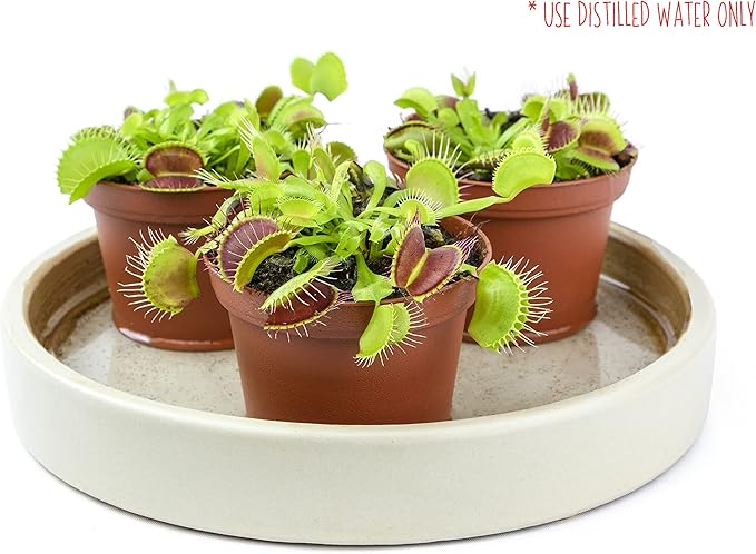 Non-Toxic Live Venus Fly Trap, Pet Safe Plant for Cats & Dogs, Dionaea Muscipula, Carnivorous Plants for Terrariums, Real Houseplants, Fun for Kids, 3 in. Pot