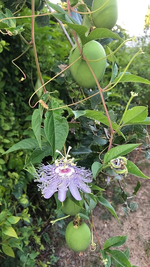 Plant Good Seed Purple Passionflower Seeds for Planting: Maypop, Green Passionfruits - 20 Seed Packet