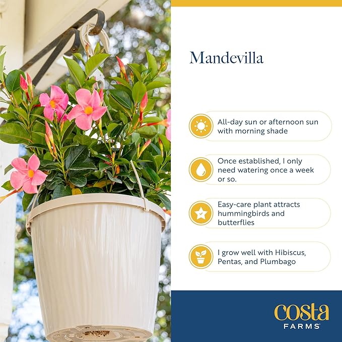 Costa Farms Live Mandevilla Outdoor Plants (4-Pack), Pink Flowering Vines in 1.5 Pint Pots, Tropical Perennial for Patio, Trellis & Balcony Decor, Pollinator Friendly, 12-14 Inches Tall