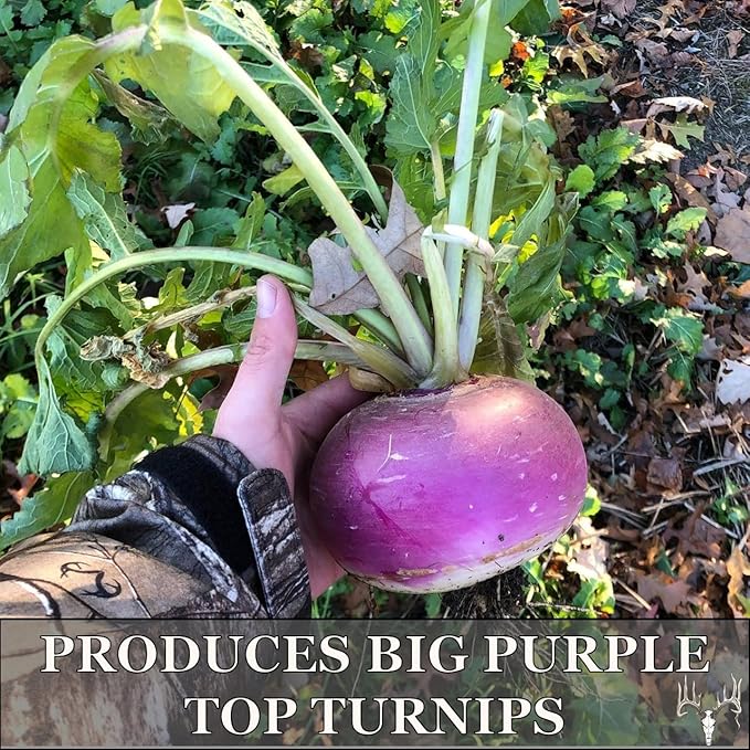 Crooked Bend, Big Bulbs, 25 LBS, Bulk Fall Food Plot Seed Mix for Whitetail Deer & Wild Turkey, No Till & No Plow, Throw & Grow Radish, Turnip & Sugar Beet Seeds