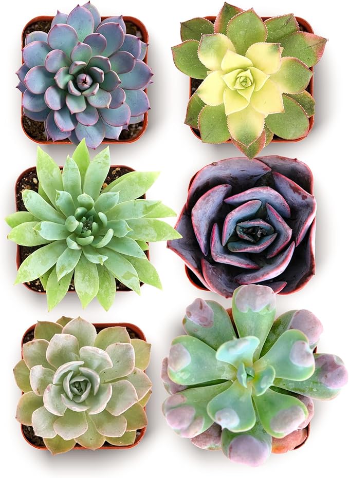 Shop Succulents Blush Rosette Succulent Plant Pack – Live Mini Rosette Succulents, Soft Pastel Colors, Low Maintenance Plants – Wedding Favors, Gifts & Home Decor, 2" Pots