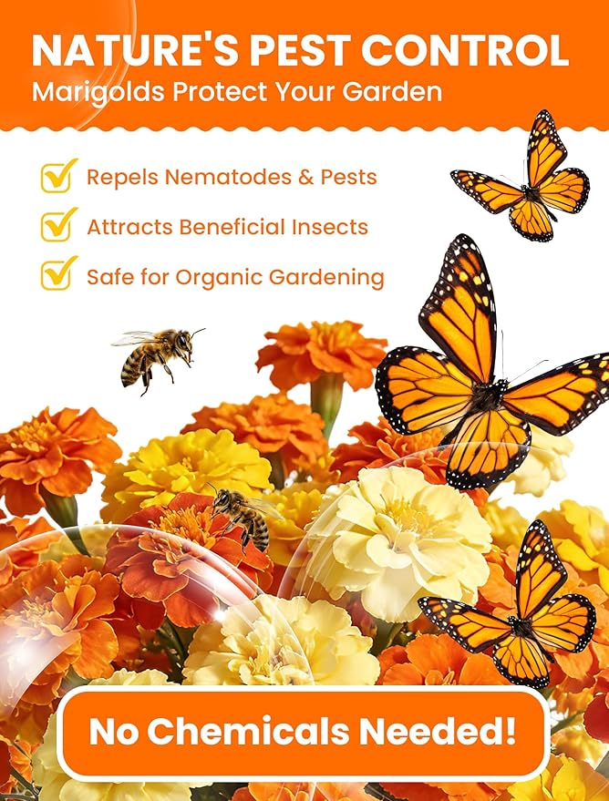 Tri-Color Marigold Seeds for Planting | 15,000+ Heirloom French Marigold Flower Seeds | Non-GMO, High Germination, USA Grown for Outdoor Gardens & Borders
