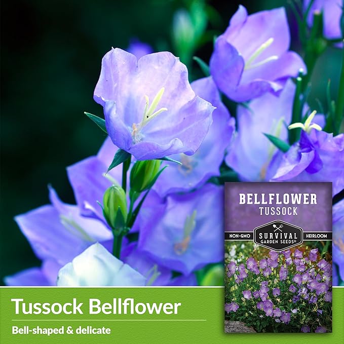 Survival Garden Seeds Tussock Bellflower Seed for Planting - 2 Packets with Instructions to Plant and Grow Campanula carpatica in Your Home Flower Garden - Non-GMO Heirloom