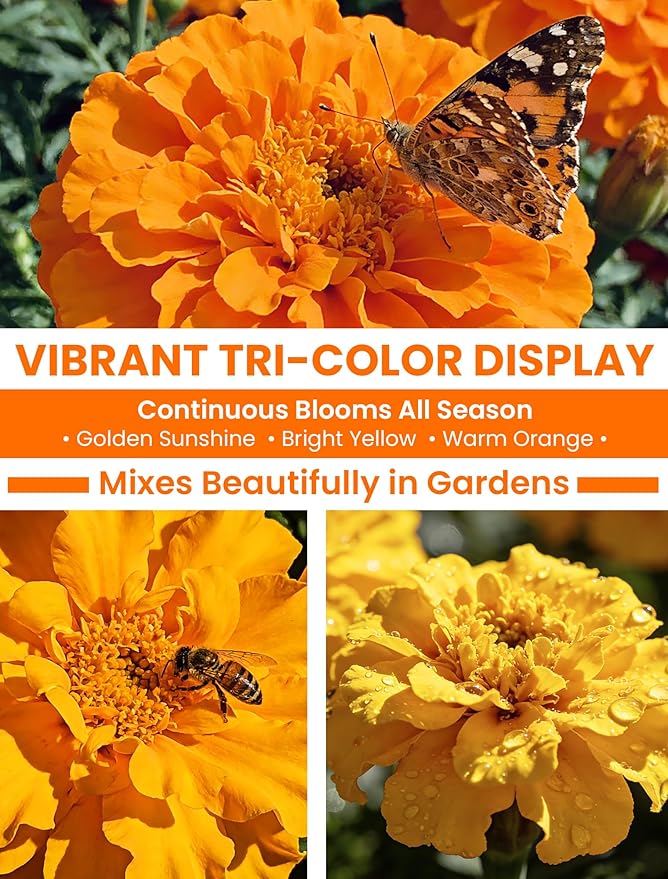 Tri-Color Marigold Seeds for Planting | 15,000+ Heirloom French Marigold Flower Seeds | Non-GMO, High Germination, USA Grown for Outdoor Gardens & Borders