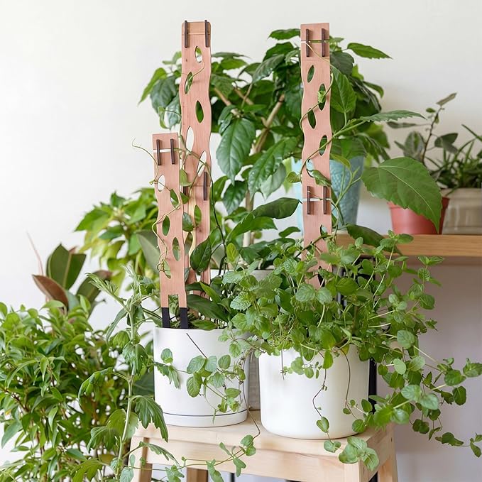6 Sets Wooden Extendable Plants Trellis Indoor Modular Plant Trellis with Wood Thrive Sign Decor and Extensions for Outdoor Climbing Houseplants Vine Flower Stem (Classical)
