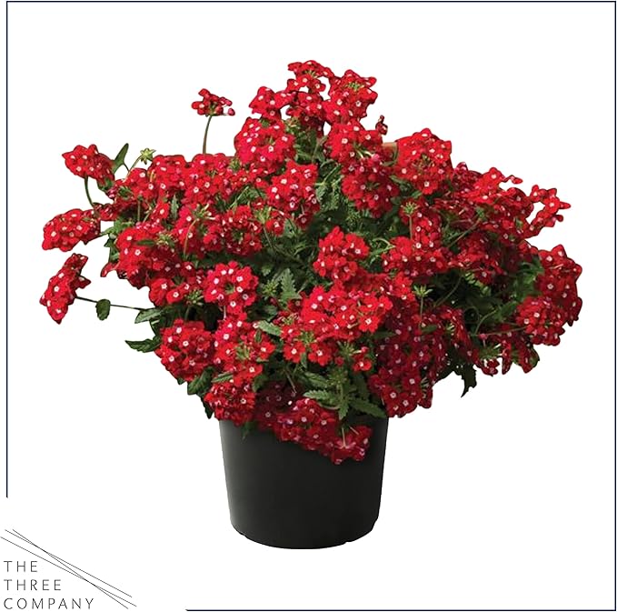 Live Flowering Verbena - Shades of Red (2 Plants Per Pack) - Healthy Flowering Plant - Beautiful Spring Color - 10" Tall by 5" Wide in 1Qt Pot