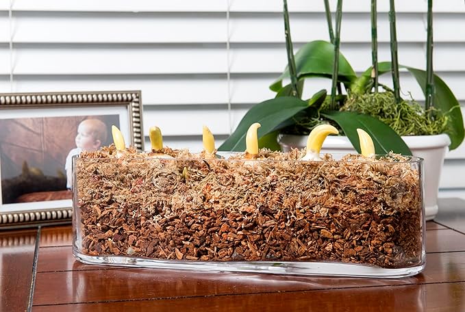 SuperMoss (23112) Orchid Potting Bark, 100% Natural White Fir Bark, 3/4", 2 Cu. Ft.
