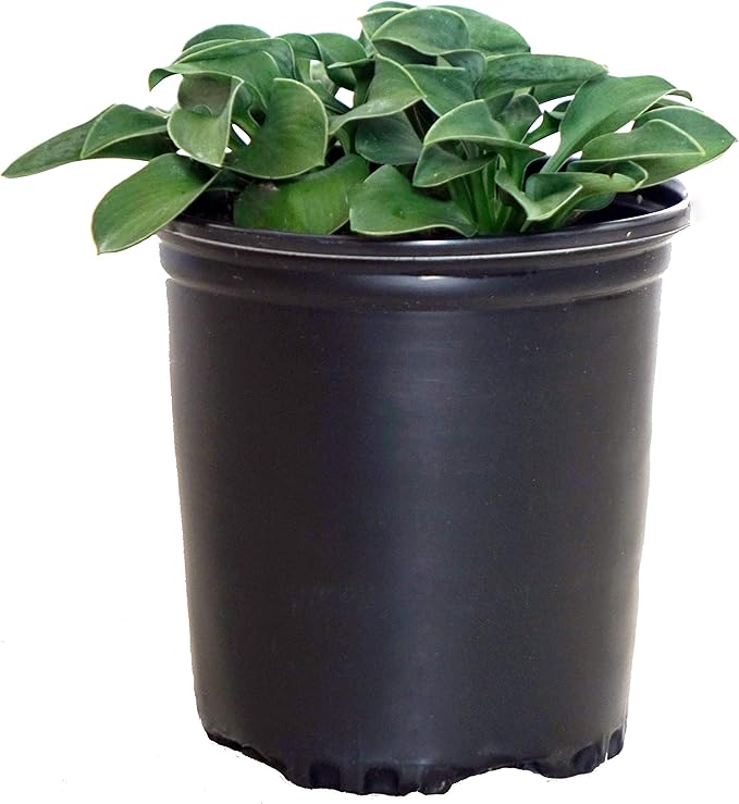Hosta 'Blue Mouse Ears' (Hosta) Perennial, blue foliage, 1 - Size Container