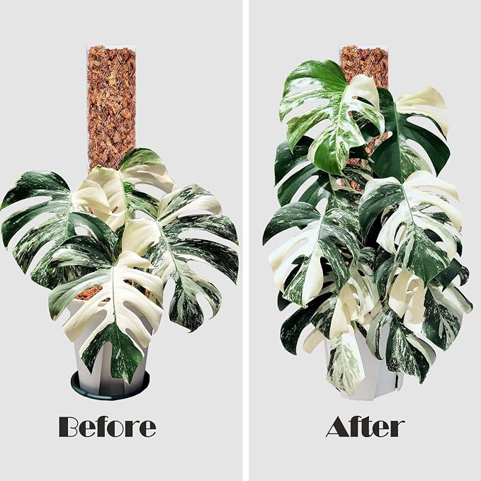8 Pack 17 Inch Plastic Moss Pole for Monstera | Stackable Plant Support for Indoor Climbing Plants, Durable Plant Stake for Philodendron & Pothos
