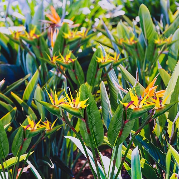 Artificial Bird of Paradise Flowers Real Touch 31.5'in Long Stem Flower 4 Pcs, with Bird of Paradise Leaves 33.5'in Long Stem Greenery Plants 2 Pcs,for Home Garden Wedding Party Decor (Yellow 6 Stems)