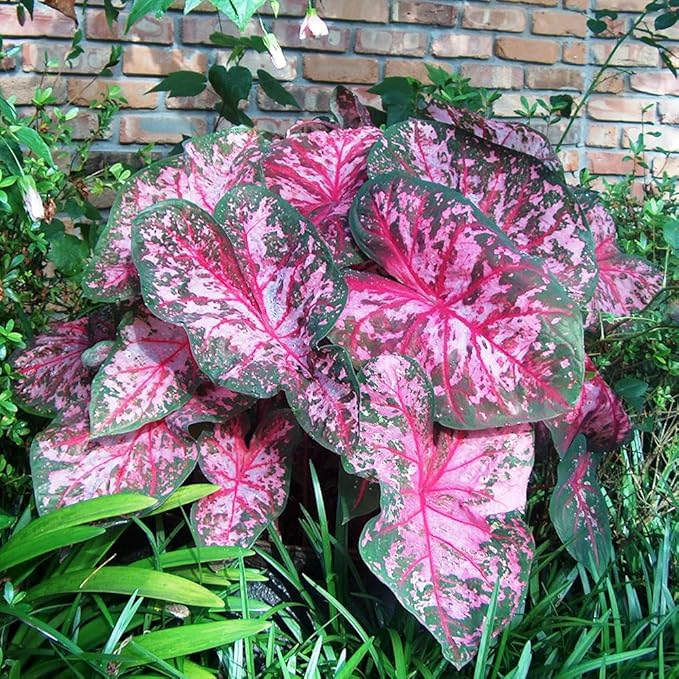 UtopiaSeeds Carolyn Whorton Caladium Bulb - Fancy Leaf Caladium - 1 Caladium Root
