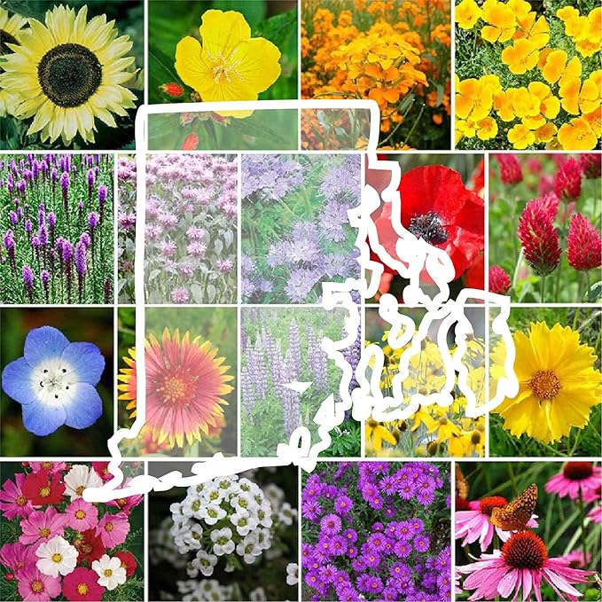 Eden Brothers Rhode Island Wildflower Mixed Seeds for Planting, 1/4 lb, 120,000+ Seeds with WallFlower, Sunflower | Attracts Pollinators, Plant in Spring or Fall, Zones