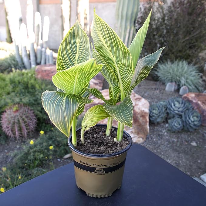 Variegated Canna Tropicana Lily 'Gold', Easy Cannas, Live Lilies for Garden, Striped Tropical Perennial Outdoor Plant, Blooms Orange & Yellow Flowers in 4 qt. Grower Pot by Plants for Pets
