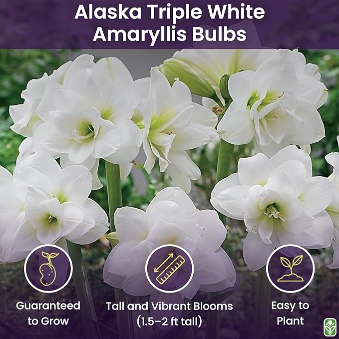 Alaska Triple White Amaryllis Bulb – Large Bulb for Planting, 4-8 Blooms, 16–24" Tall – Elegant Indoor & Outdoor Plant – Ideal for Seasonal Decor – Low-Maintenance Amaryllis Bulb (Not in Wax)