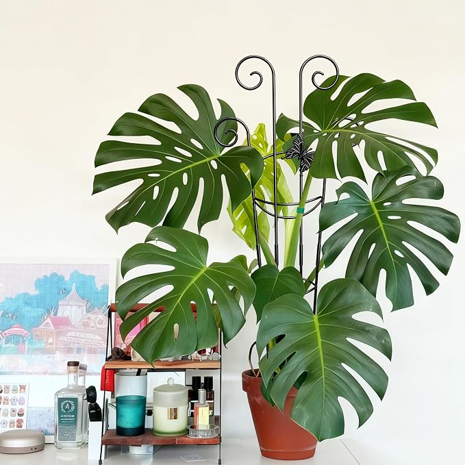 Coomin 32.6in Monstera Plant Support for Indoor Plants, 4P Trellis for Climbing Plants Indoor, Plant Climber Stakes for Potted Plants
