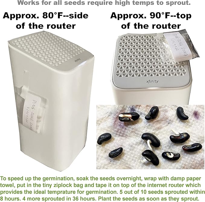 Bundle: Oriental Yard Long Pole Bean Seeds + Shanghai Baby Bok Choy/Pak Choi Seeds for Planting