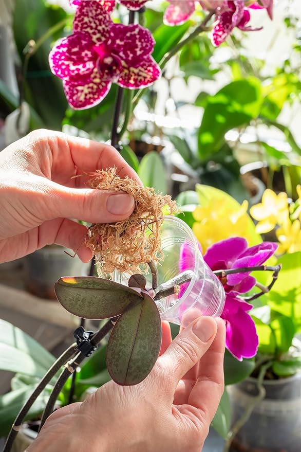 Better-Gro Sphagnum Moss - 100% Natural, Long-Fiber Moss for Orchids, Ferns, and Hostas, Excellent for Hanging Baskets and Propagating Plants - 240 Cubic Inches (Pack of 12)
