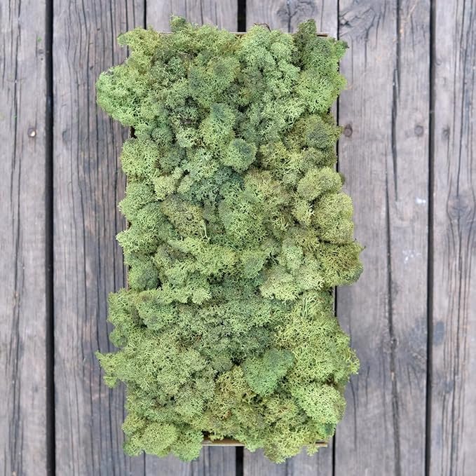 Preserved Reindeer Moss Natural Green DIY Kit Gardenning Art Wall Decor Florist Decor Easter Table Decor Wedding