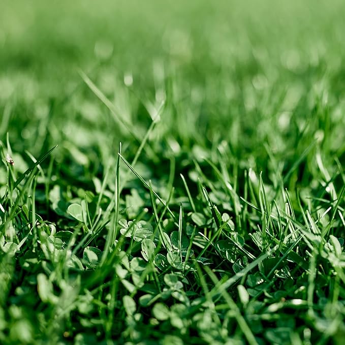 Ferry-Morse EcoEase Microclover and Fescue Grass Seed Mix, Low Maintenance Ground Cover Grass Seed Mix, Clover Seeds- 2 Pack, 2 lb