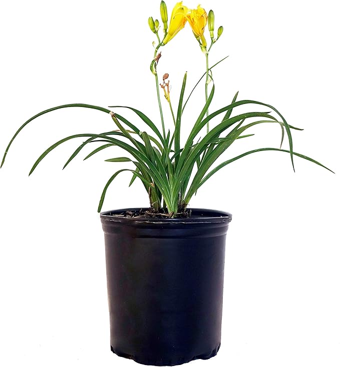 Hemerocallis 'Stella D'Oro' (Daylily) Perennial, yellow flowers, 1 - Size Container