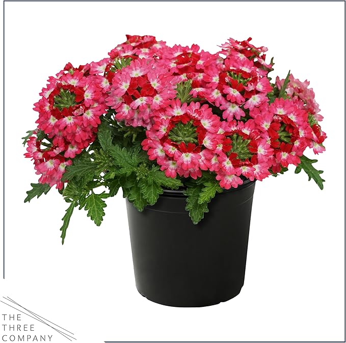 Live Flowering Verbena - Red Bicolor (3 Plants Per Pack) - Healthy Flowering Plant - Beautiful Spring Color - 10" Tall by 5" Wide in 1Qt Pot