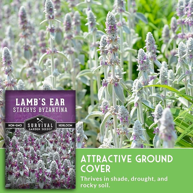 Lamb's Ear Seeds for Planting - 1 Packet with Instructions to Plant & Grow Lambs Ear Plant, Shade & Drought Tolerant Wooly Betony in Your Home Garden - Non-GMO Heirloom Variety - Survival Garden Seeds