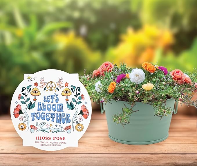 Buzzy Seeds Cactus, Moss Rose, Aloe Mini Basin Grow Kit Trio, 3pk, Indoor Gardening Starter Pots