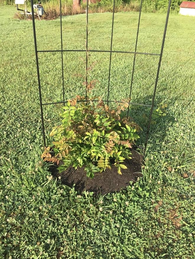 Rocky Mountain 24-Inch Tree Mulch Ring Weed Preventer (Pack of 4) - Recycled Heavy Duty Rubber - Mower Safe - No Landscape Staples Needed - Natural Look - Equal Water Seepage to Tree - Easy Install