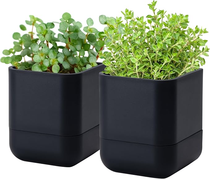 Phoenix Vine 4.5 Inch Wall Mounted Self-Watering Planter Pot for Indoor Houseplants and Herbs | Hanging Planter for Window Sills, Bathroom Walls, Home & Office Décor, Black, Set of 2, 01-B-E-2