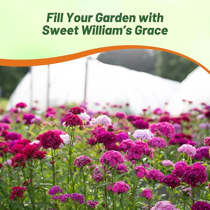 Outsidepride Sweet William Dianthus Seeds - 5 Lbs. Perennial, Winter Hardy Wildflower Seeds w/Fragrant & Vibrant Blooms, Ideal for Pollinator Gardens, Cut Flowers & Colorful Landscaping