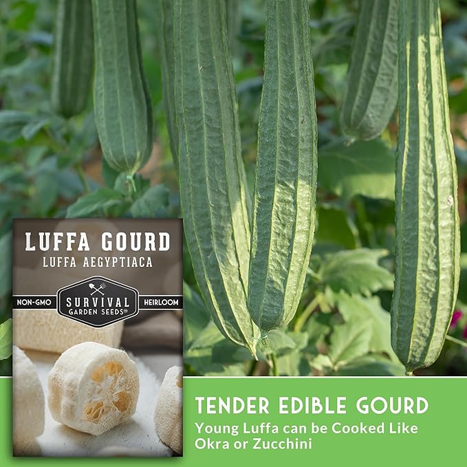 Survival Garden Seeds - Luffa or Loofah Seed for Planting - 5 Packets with Instructions to Plant and Grow Ornamental Gourds in Your Home Vegetable Garden - Non-GMO Heirloom Variety