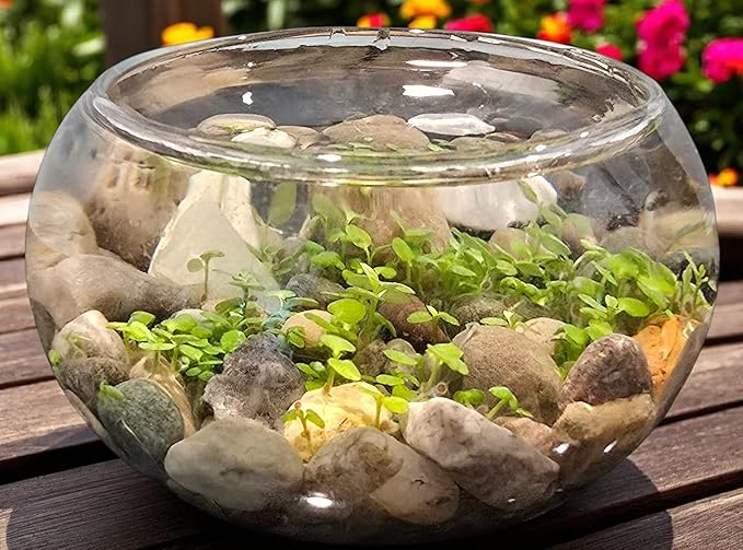 Mini WaterPlants - Create Your Own Soothing Aquasacape Starter Kit, Indoor Plant Glass Globe Terrariums with Complete Supplies, Just Add Water!