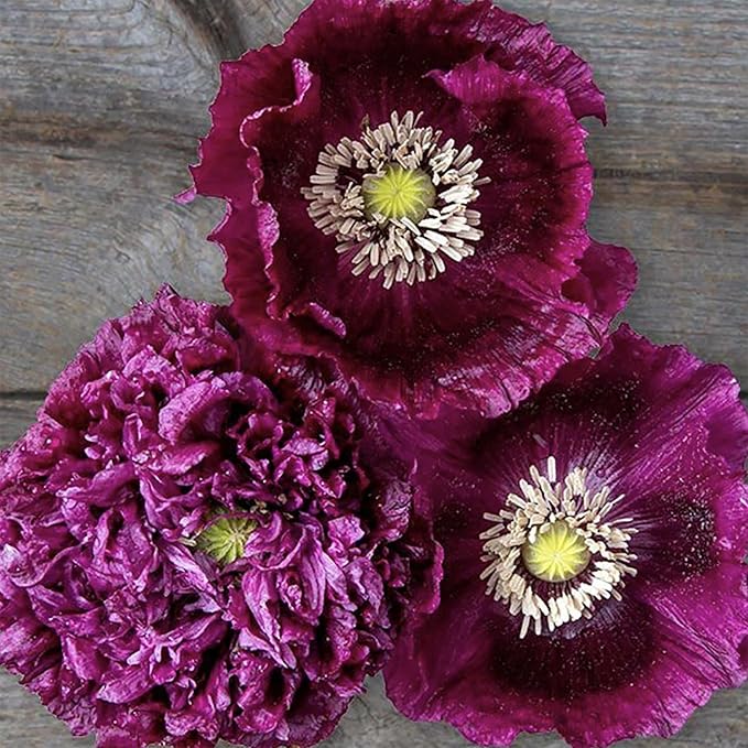 Purple Breadseed Poppy Seeds - Tall Poppy with Black Markings - 3000 Seeds