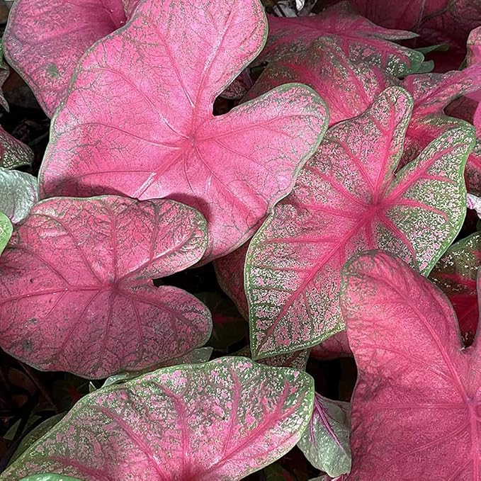 UtopiaSeeds Brandywine Caladium Bulb - Fancy Leaf Caladium - 1 Caladium Root