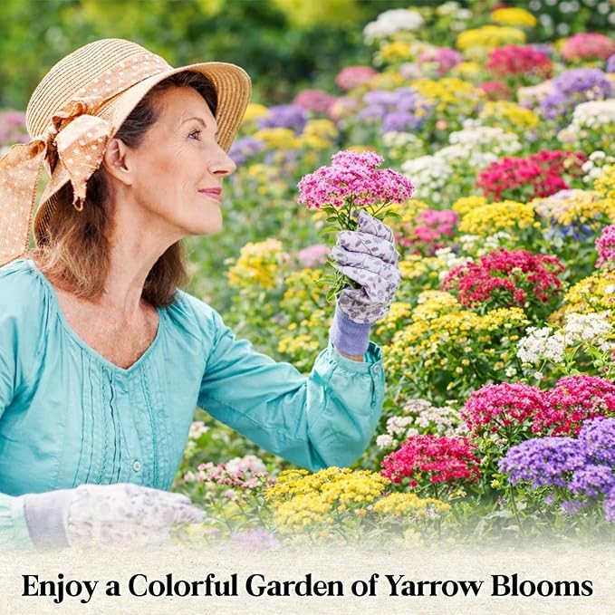 8000+ Yarrow Seeds for Planting - 5 Packs Colors Mixed, Achillea Millefolium Perennial Wildflower, White, Gold, Red, Pink, Purple, Separate Packets 1600 Each, Attracts Bees & Butterflies