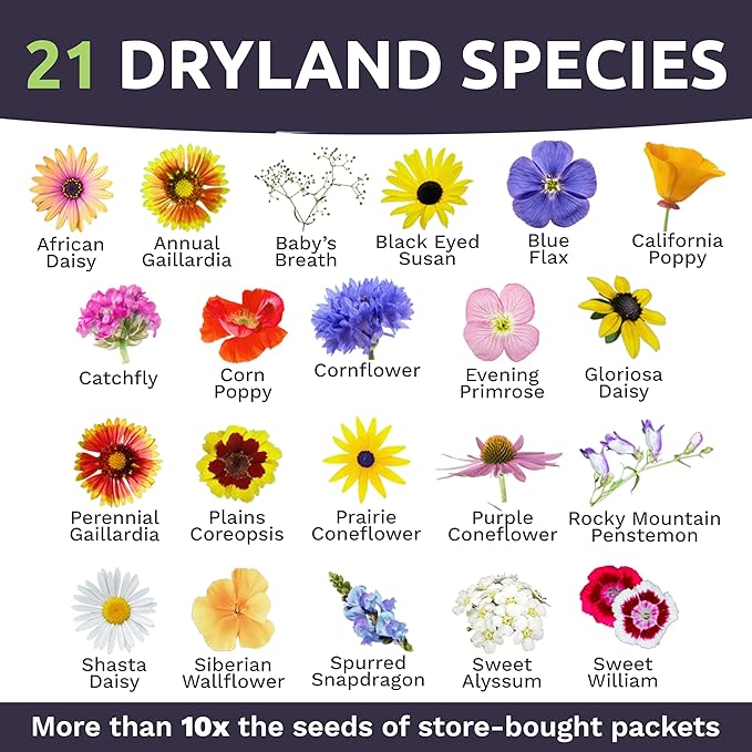 Drought Tolerant Wildflowers Mix – Extra Large Packet – Over 7,500 Open Pollinated Non-GMO Seeds – 21 Different Dryland Species
