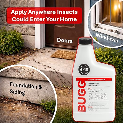 BUGGSLAYER Insecticide - Concentrate - Outdoor Box Elder Bugs, Stink Bugs, Asian Lady Beetles - 16 oz Bottle