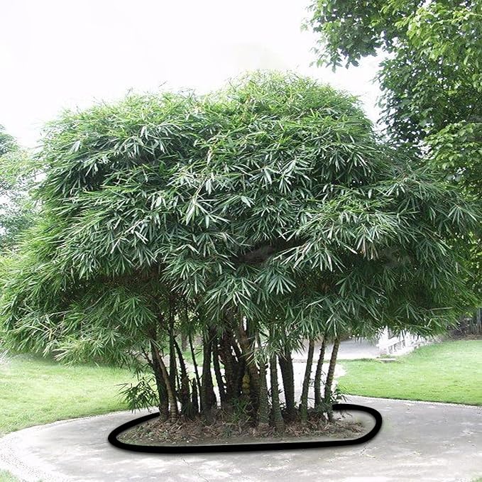 20ft x 18in x 60mil Tree Root Barrier -Protect Sidewalks & Landscapes | Heavy-Duty Bamboo Root Blocker for Invasive Roots