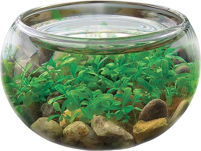 Mini WaterPlants - Create Your Own Soothing Aquasacape Starter Kit, Indoor Plant Glass Globe Terrariums with Complete Supplies, Just Add Water!