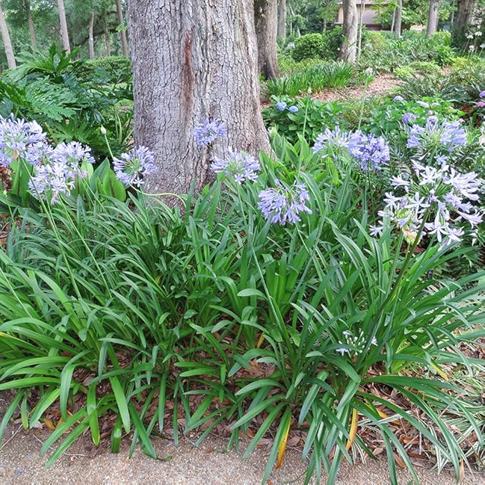 Blue Agapanthus 1 Gallon