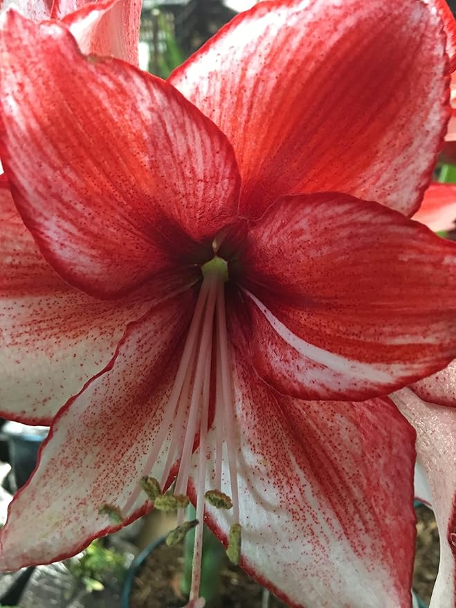 Amaryllis Charisma Holiday Gift Growing Kit. Includes: Big Charisma Bulb, Plastic Pot and Saucer, and Professional Growing Medium…