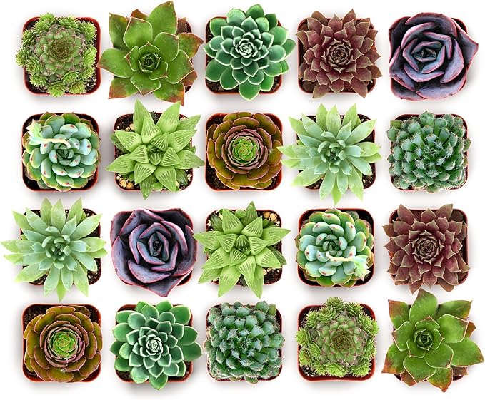 Shop Succulents Echeveria & Rosette Live Succulent Variety Pack – Fully Rooted 2" Potted Plants for Gifts, Favors, DIY Projects, Terrariums, Home Décor, and Garden Arrangements, 256 Pack