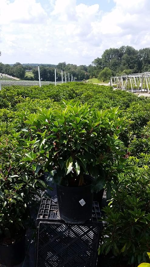 Kalmia LAT. Red Bandit (Mountain Laurel) Evergreen, 3-Size Container, Pink Flowers