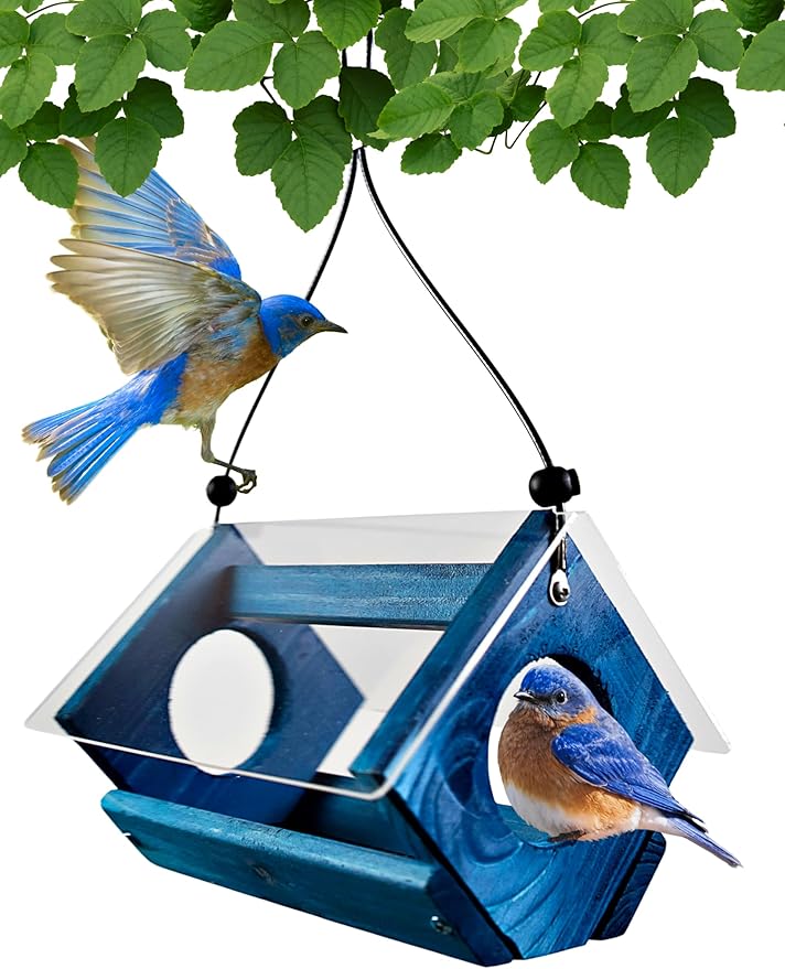 Petite Bluebird Feeder with Plexiglass Roof and Powder Coated Steel Mesh Basket Bird Feeder Tray