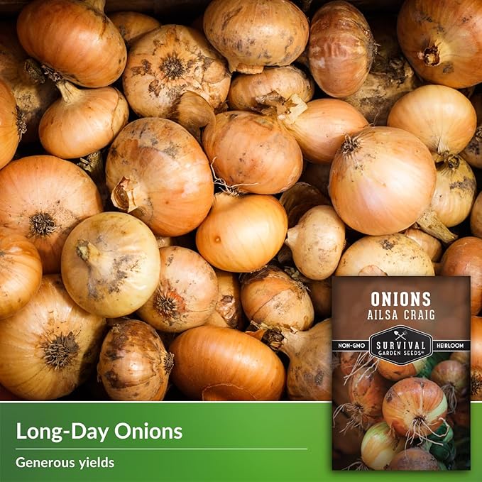 Ailsa Craig Onion Seeds for Planting – Long Day Yellow Sweet Onions with Jumbo Bulbs & Mild Flavor – Heirloom, Non-GMO, Open-Pollinated Variety – Survival Garden Seeds (5 Packs)
