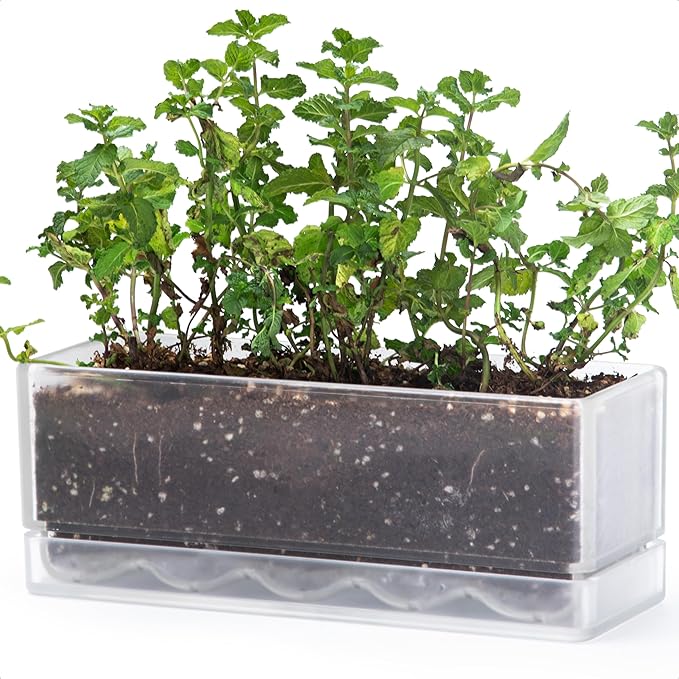 D'vine Dev 12 Inch Window Box Planter, Rectangle Acrylic Herb Planter with Drainage Holes and Saucer, Indoor Succulent Cactus Vegetable Pot for Windowsill, Garden Balcony, Clear, Set of 1, 76-X-D-1