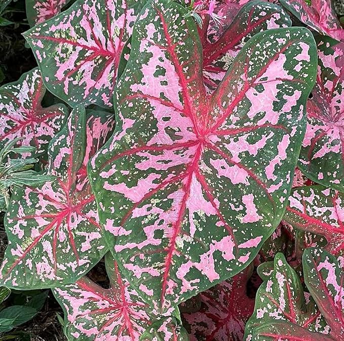UtopiaSeeds Carolyn Whorton Caladium Bulb - Fancy Leaf Caladium - 1 Caladium Root